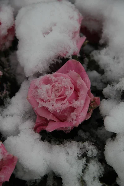 Grote Roze Roos Bedekt Met Verse Sneeuwvlokken — Stockfoto