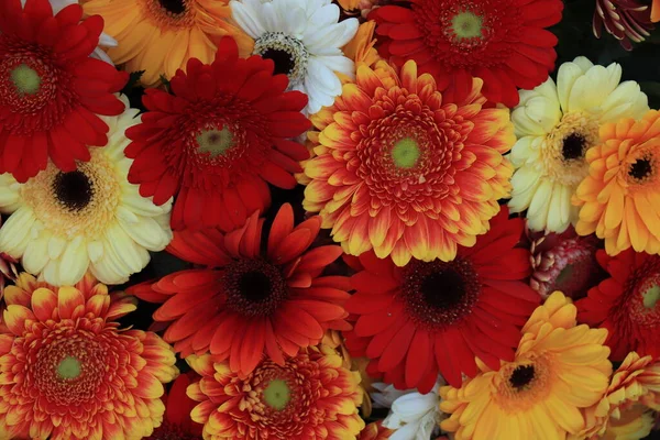 Μικτή Διάταξη Λουλουδιών Διάφορα Ζέρμπερες Διάφορα Χρώματα Για Ένα Γάμο — Φωτογραφία Αρχείου