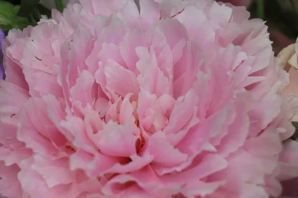Zbliżenie Pełnej Kwitnącej Różowej Piwonii Jako Część Bukietu Ślubnego — Zdjęcie stockowe