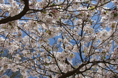 Çiçek açmış beyaz kiraz ağacı