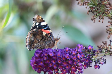 Mor yaz leylağında Atalanta ya da Kızıl Amiral