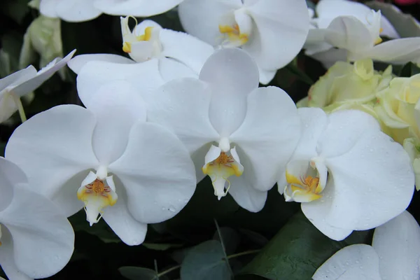 Phalaenopsis Roses White Bridal Bouquet — Stock Photo, Image