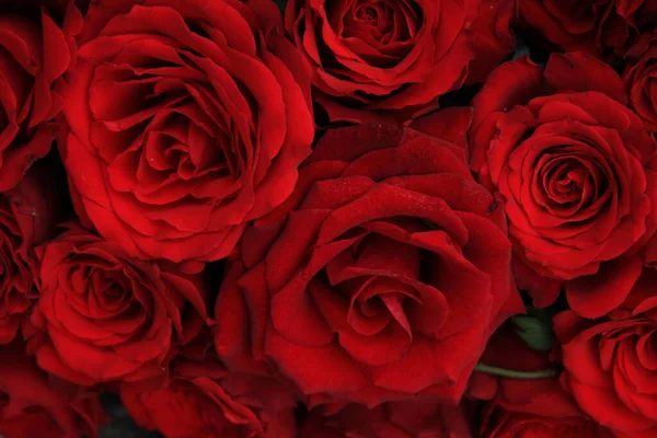 Большие Красные Розы Свадебном Букете — стоковое фото