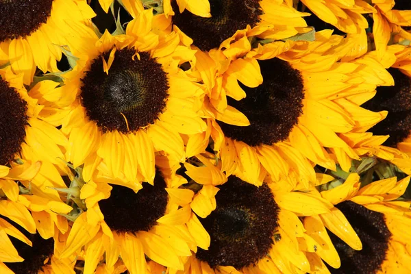 Gran Grupo Girasoles Amarillos Plena Luz Del Sol — Foto de Stock