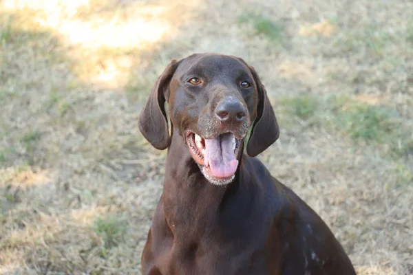 Pointeur Allemand Poil Court Chien Femelle Ans Foie Solide — Photo