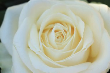 Çiçek aranjmanında tek bir beyaz güle yaklaş