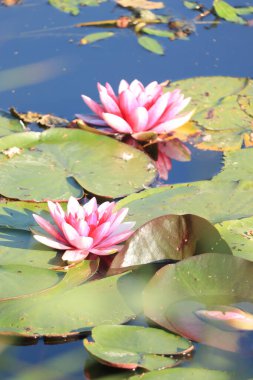 Pembe nilüferler güneşli bir gölde yüzerler
