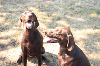 Alman Shorthair Pointer, 3 yaşında sağlam karaciğer dişi köpekler, kız kardeşler