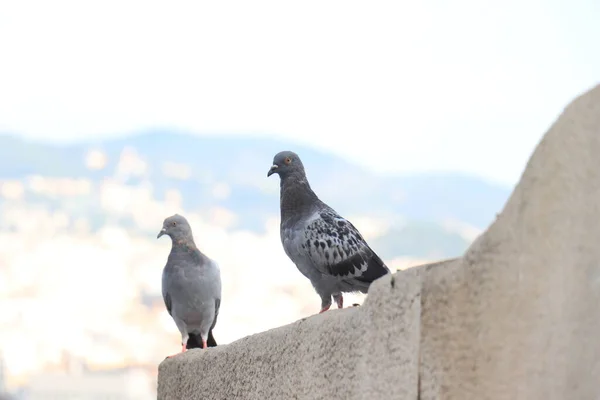 Twee Duiven Een Stenen Muur Panoramisch Uitzicht Barcelona Als Een — Stockfoto