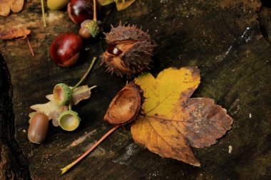 Sonbahar, sonbahar ormanlarında hayat devam ediyor: mantarlar, kestaneler ve yapraklar
