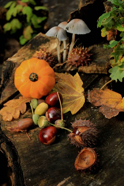 Nature Morte Automne Dans Une Forêt Automne Champignons Châtaignes Citrouilles — Photo