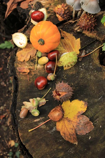 Осенний Натюрморт Осеннем Лесу Грибы Каштаны Тыквы Листья — стоковое фото
