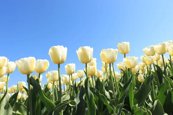 Pole Plné Bílých Žlutých Tulipánů Jasně Modré Oblohy — Stock fotografie