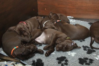 Alman kısa mesafe köpek yavruları, 8 haftalık, sağlam karaciğer.