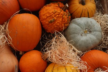 Sonbahar dekorasyonları, çeşitli şekil ve boyutlarda balkabakları.