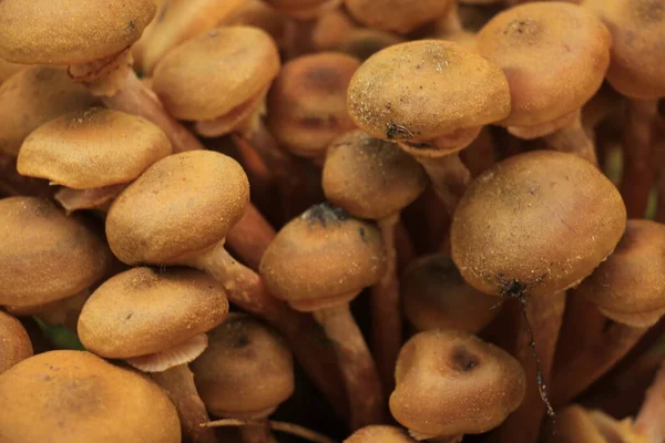 Group Mushrooms Fall Forrest — Stock Photo, Image