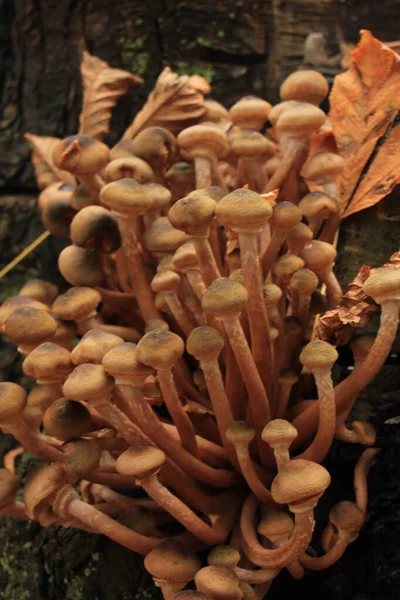 Grupo Cogumelos Uma Floresta Queda — Fotografia de Stock