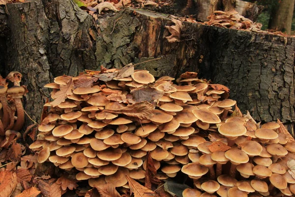 Grupo Cogumelos Uma Floresta Queda — Fotografia de Stock