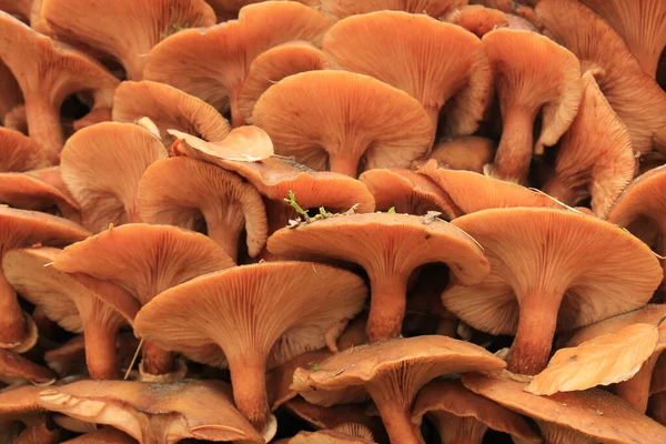 Grupo Cogumelos Uma Floresta Queda — Fotografia de Stock