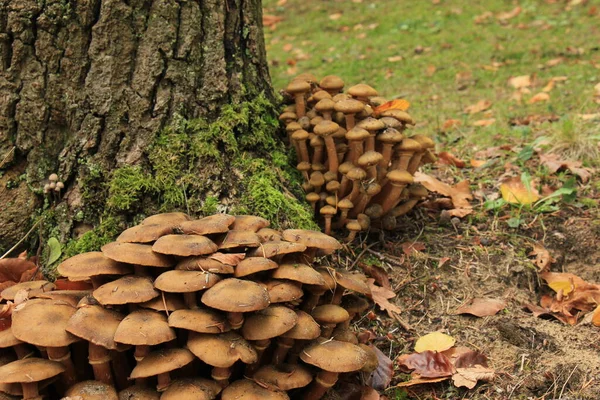 Grupo Cogumelos Uma Floresta Queda — Fotografia de Stock