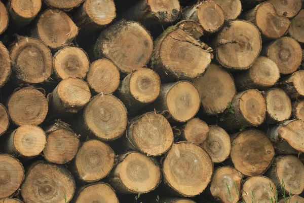 Big Piles Chopped Fuel Wood Forest — Stock Photo, Image