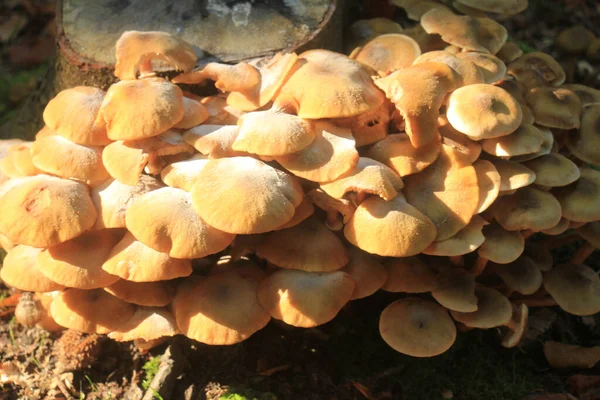 Grande Grupo Cogumelos Uma Floresta Outono — Fotografia de Stock