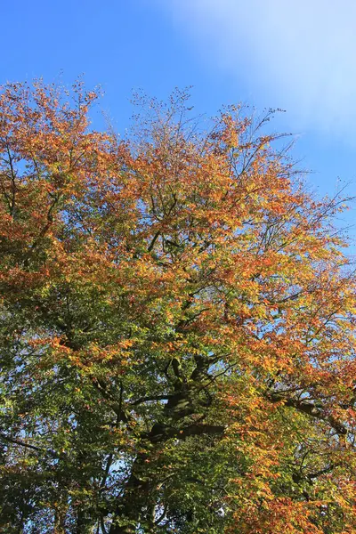 Une Forêt Automnale Aux Couleurs Automnales Typiques — Photo