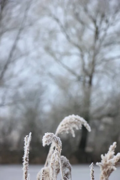 冬日清晨芦苇上的白霜 — 图库照片