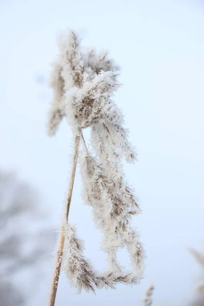 冬日清晨芦苇上的白霜 — 图库照片