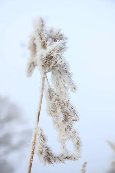 Gelée Sur Herbe Roseau Par Une Matinée Milieu Hiver — Photo