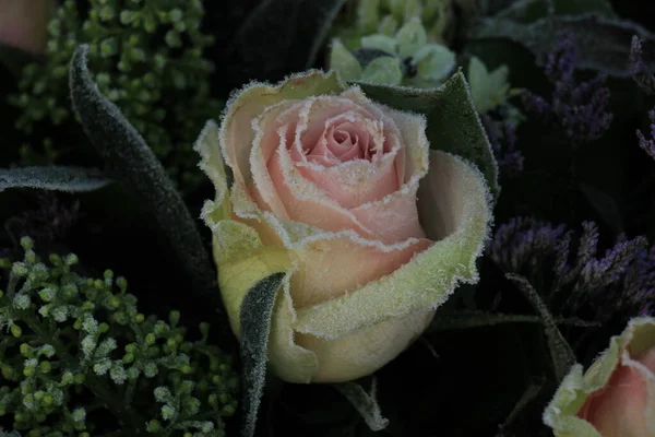 Witte Rietvorst Een Enkele Roze Roos — Stockfoto