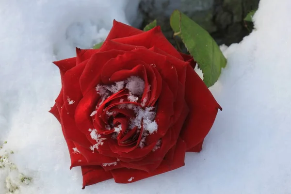 Una Gran Rosa Roja Cubierta Nieve —  Fotos de Stock