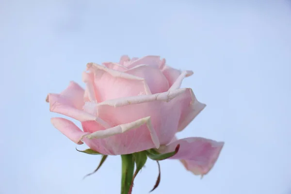 Bledě Růžová Růže Čerstvém Sněhu — Stock fotografie