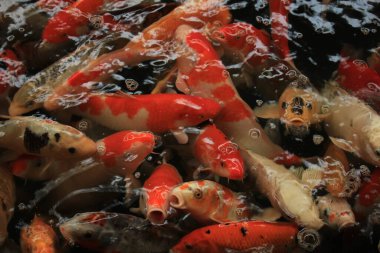 Balık havuzunda farklı renkte ve boyutlarda Koi sazanları.