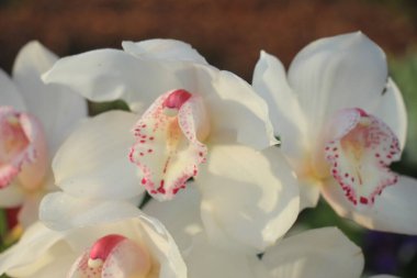 Beyaz Cymbidium orkideleri düğün çiçeği aranjmanında
