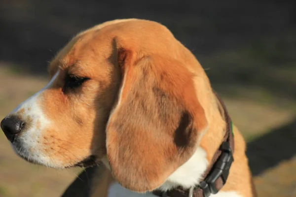 Młoda Samica Beagle Cztery Lata Popołudniowym Słońcu — Zdjęcie stockowe