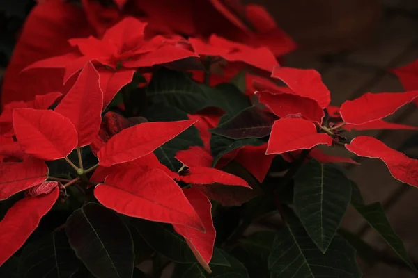 Grupo Poinsettia Roja Plena Flor Plantas Temporada Navidad —  Fotos de Stock