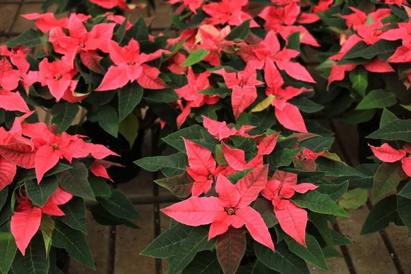 Grupo Poinsettia Roja Plena Flor Plantas Temporada Navidad — Foto de Stock