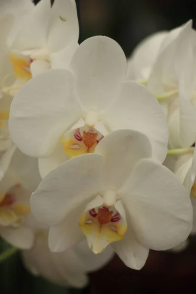 Phalaenopsis Orkidé Snövit Med Gult Hjärta — Stockfoto
