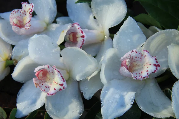 Witte Cymbidium Orchideeën Een Bruidsboeket — Stockfoto