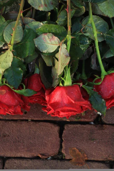 Rose Rosse Sul Pavimento Cimitero — Foto Stock