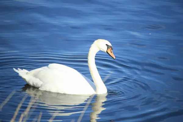 Único Cisne Nadando Água Tranquila — Fotografia de Stock