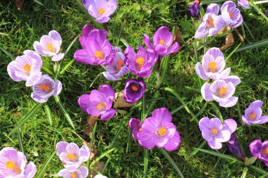 Bir tarlada mor ve beyaz timsahlar