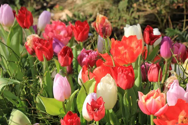 Tulipas Multicoloridas Início Primavera Luz Solar — Fotografia de Stock