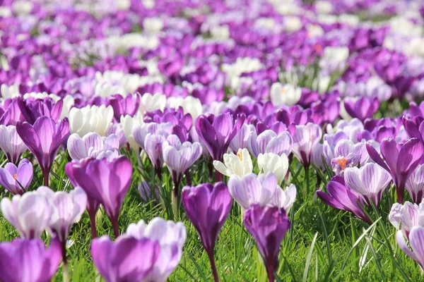 Crocus Violets Blancs Sur Champ — Photo