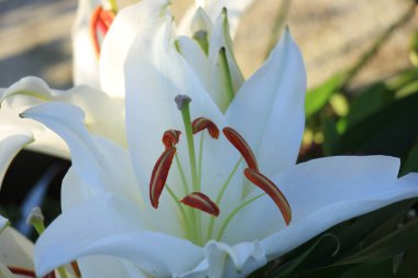 Çiçekli düğün süsünde büyük beyaz zambaklar.