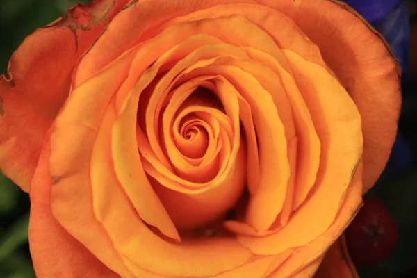 Grande Rose Orange Dans Arrangement Mariage — Photo