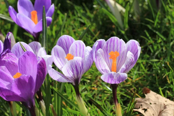 Purple White Crocuses Field — Stock Photo, Image