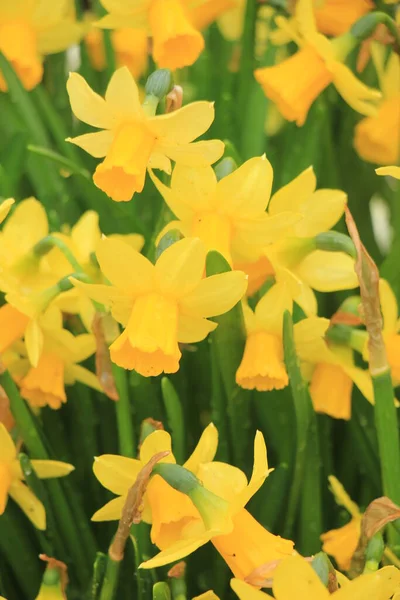 Grupo Todos Los Narcisos Amarillos Flores Primavera — Foto de Stock