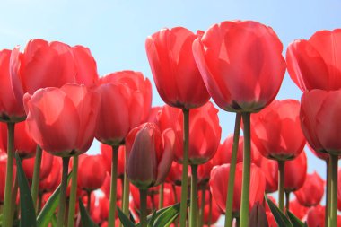 Güneşli bir tarlada pembe laleler, çiçek endüstrisi.